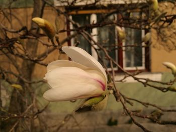 Close-up of flower blooming on tree