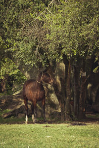 Horse standing in grassy field