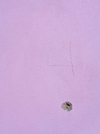 Close-up of pink wall