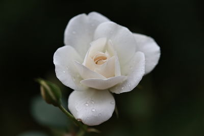 Close-up of white rose