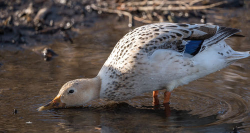 Close-up of seagull drinking water