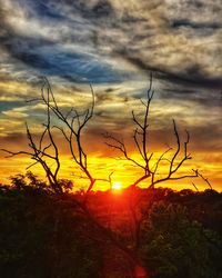 Silhouette bare trees on field against sky during sunset