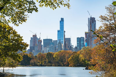 Trees in city against clear sky
