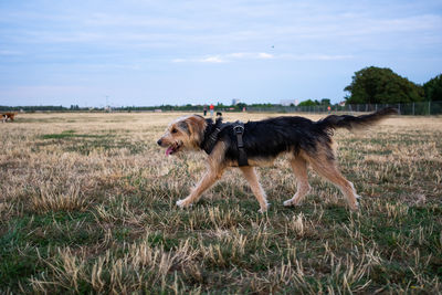 Dog running in field