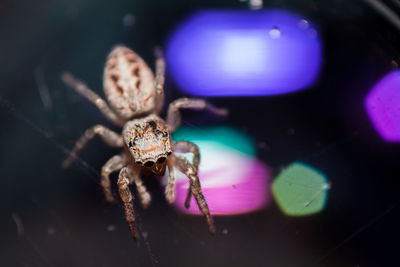 Close-up of spider