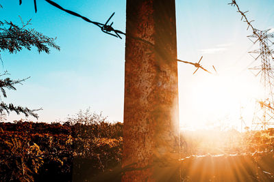 Low angle view of plants growing on field against sky