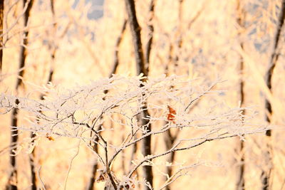 Close-up of dead plant on field