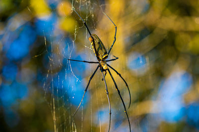 Close-up of spider on web
