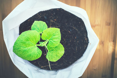 High angle view of small potted plant leaves