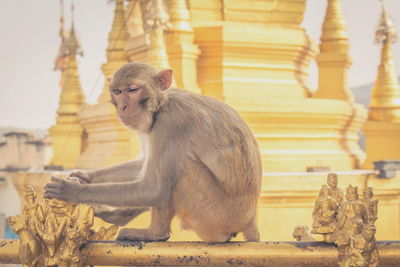 Low angle view of a monkey on a temple