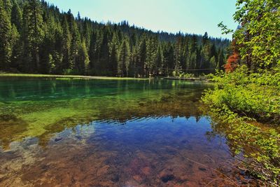 Scenic view of lake in forest against sky