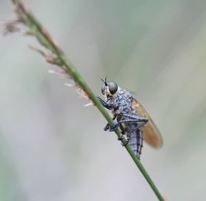 Close-up of insect on plant