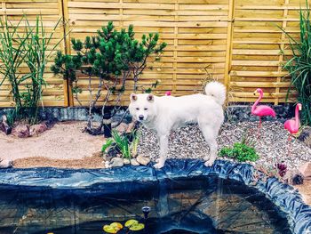 Dog standing in front of plants