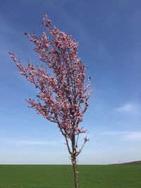 Flowers growing on field