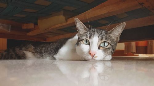 Portrait of cat relaxing at home