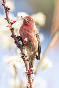 A house finch eating a bloom