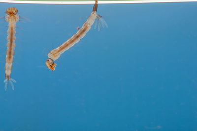 Close-up of fishes swimming in sea