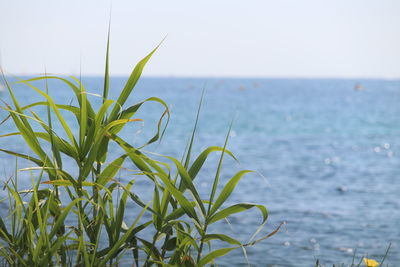 Close-up of plant against sea