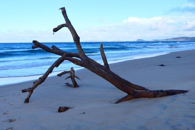 Driftwood on beach