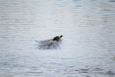 Dog swimming in lake