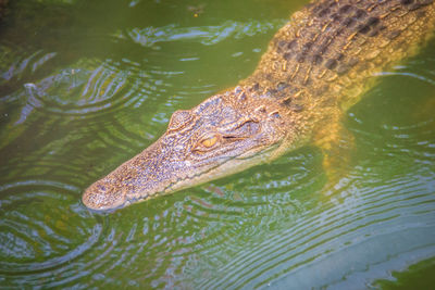 High angle view of crocodile in lake