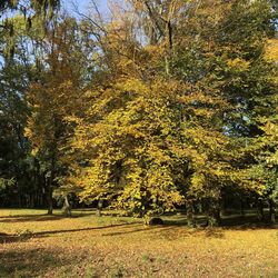 Trees in park during autumn