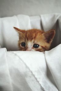 Portrait of cat on sofa