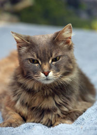 Close-up portrait of a cat