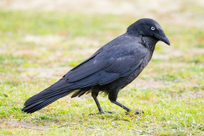 Close-up of bird perching on field