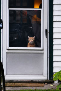 Portrait of cat sitting by window