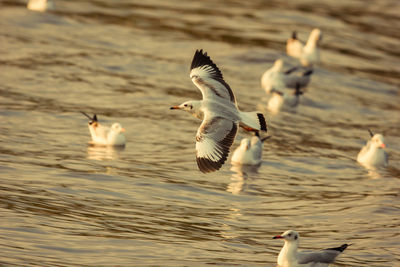 Close-up of swans flying over lake