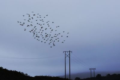 Flock of birds flying against sky during sunset