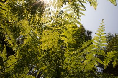 Low angle view of trees