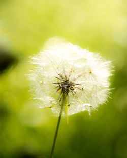 Close-up of dandelion on plant