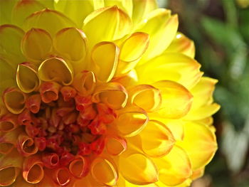 Close-up of yellow flower