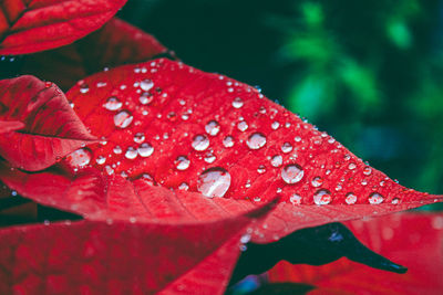 Close-up of maple leaf