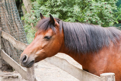 Close-up of a horse