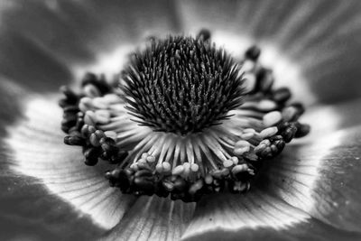 Macro shot of flowering plant