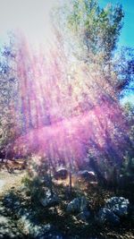 Sun shining through trees