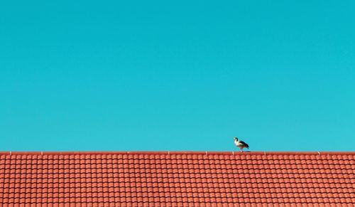 Bird on roof of building against blue sky
