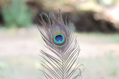 Close-up of peacock feathers, paecock tails