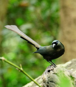 Close-up of bird perching on plant