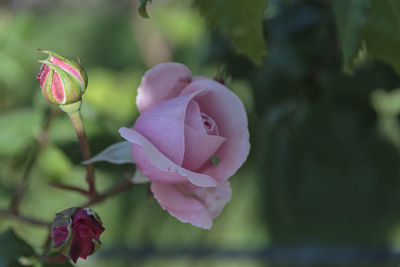 Close-up of pink rose