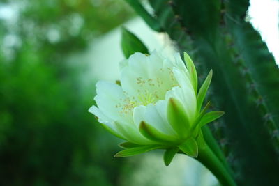 Close-up of white flowering plant