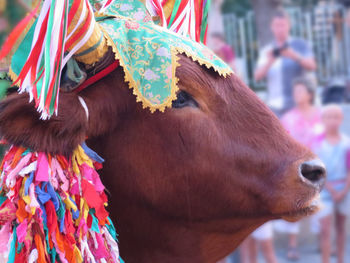 Close-up of cow