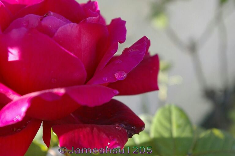 flower, petal, flower head, freshness, fragility, beauty in nature, close-up, growth, blooming, focus on foreground, nature, pink color, red, single flower, plant, in bloom, day, outdoors, selective focus, blossom