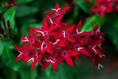 Close-up of red flowers