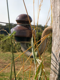 Close-up of grass against sky