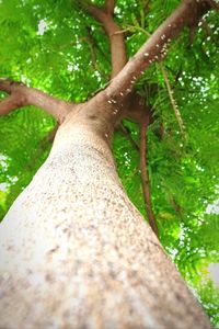 Close-up of hand on tree trunk