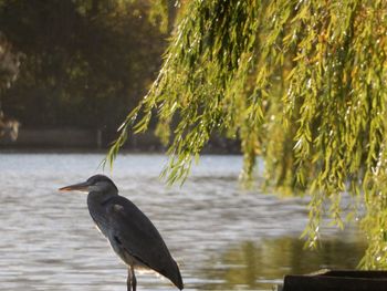 Heron perching on tree by lake